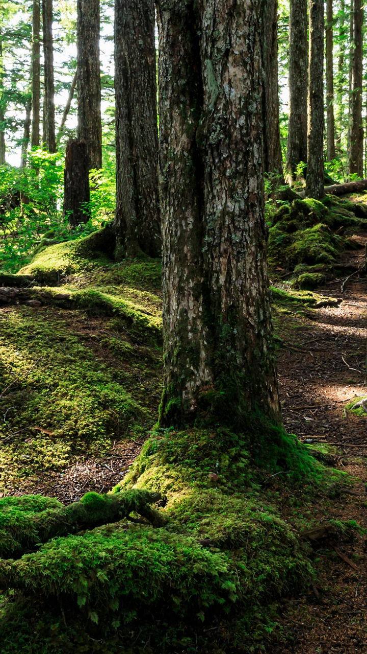 Wooden trail through lush forest scenery