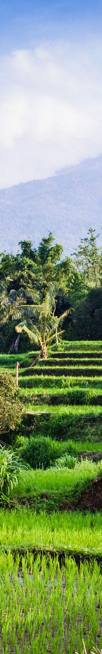 Lush rice fields with mountain backdrop
