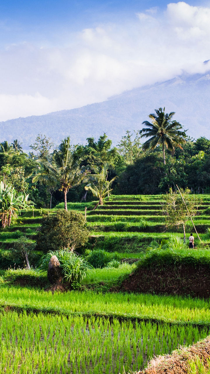 Lush rice fields with mountain backdrop
