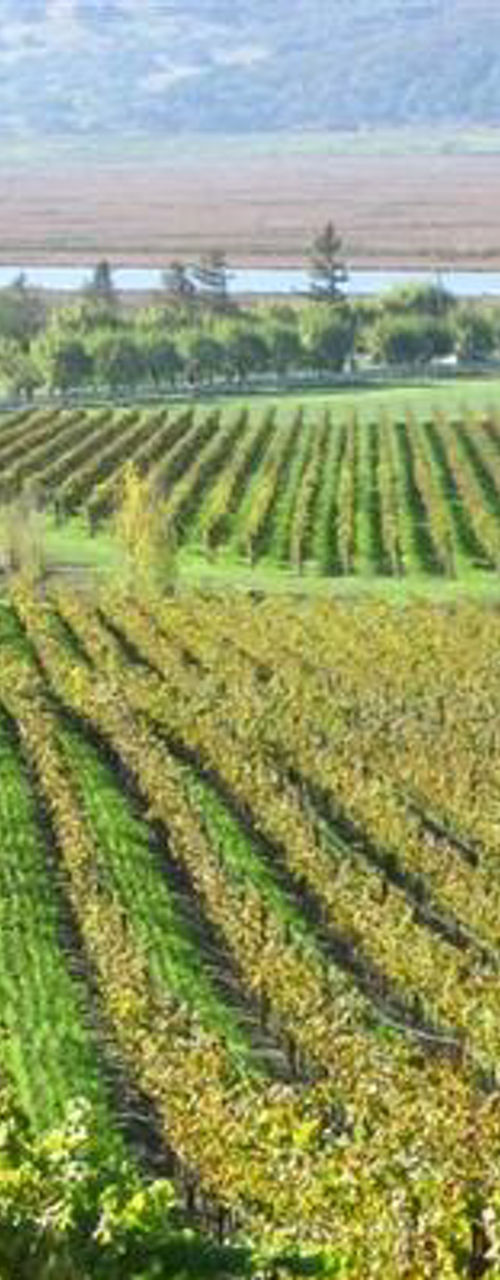 Vibrant vineyard landscape with colorful rows