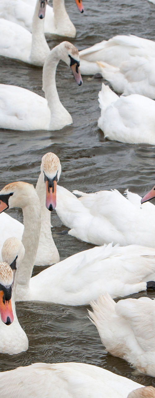 Group of swans swimming in calm water