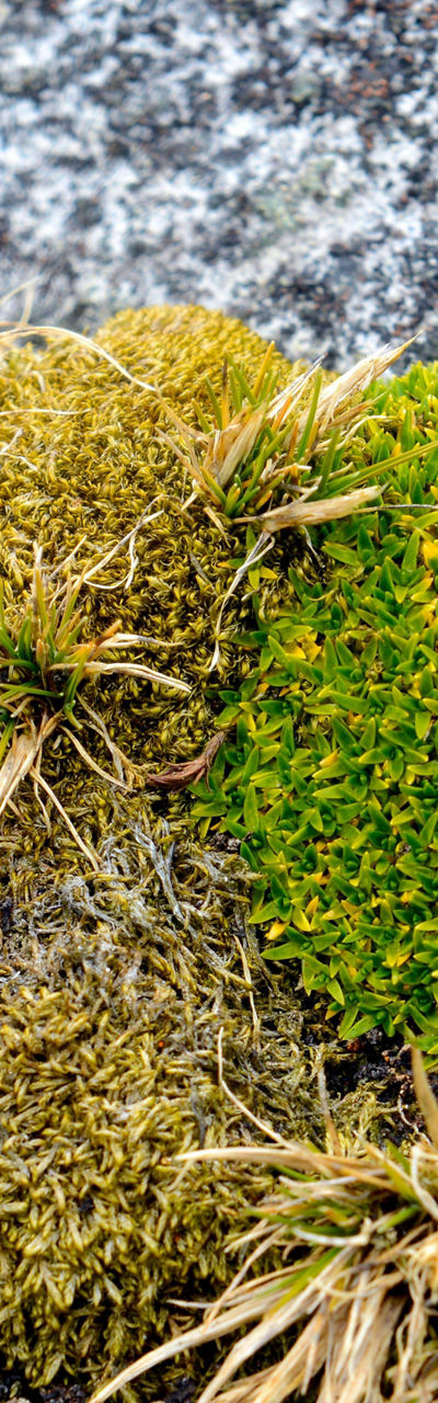 Close-up of moss on rocky surface