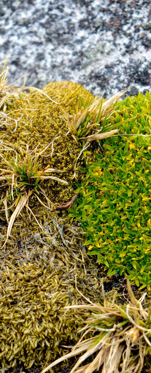 Close-up of moss on rocky surface