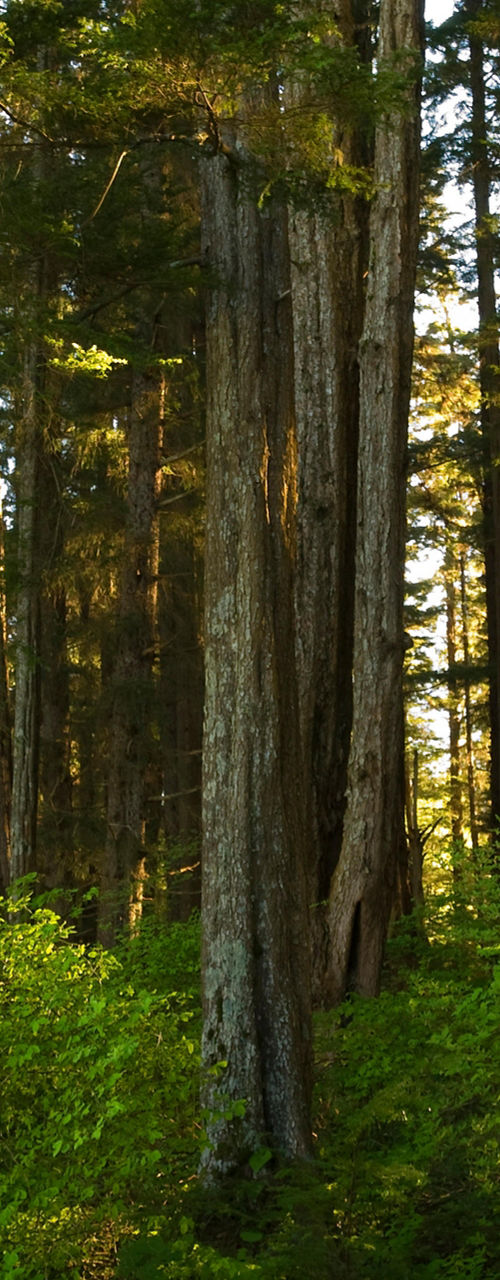 Wooden totem pole in forest setting