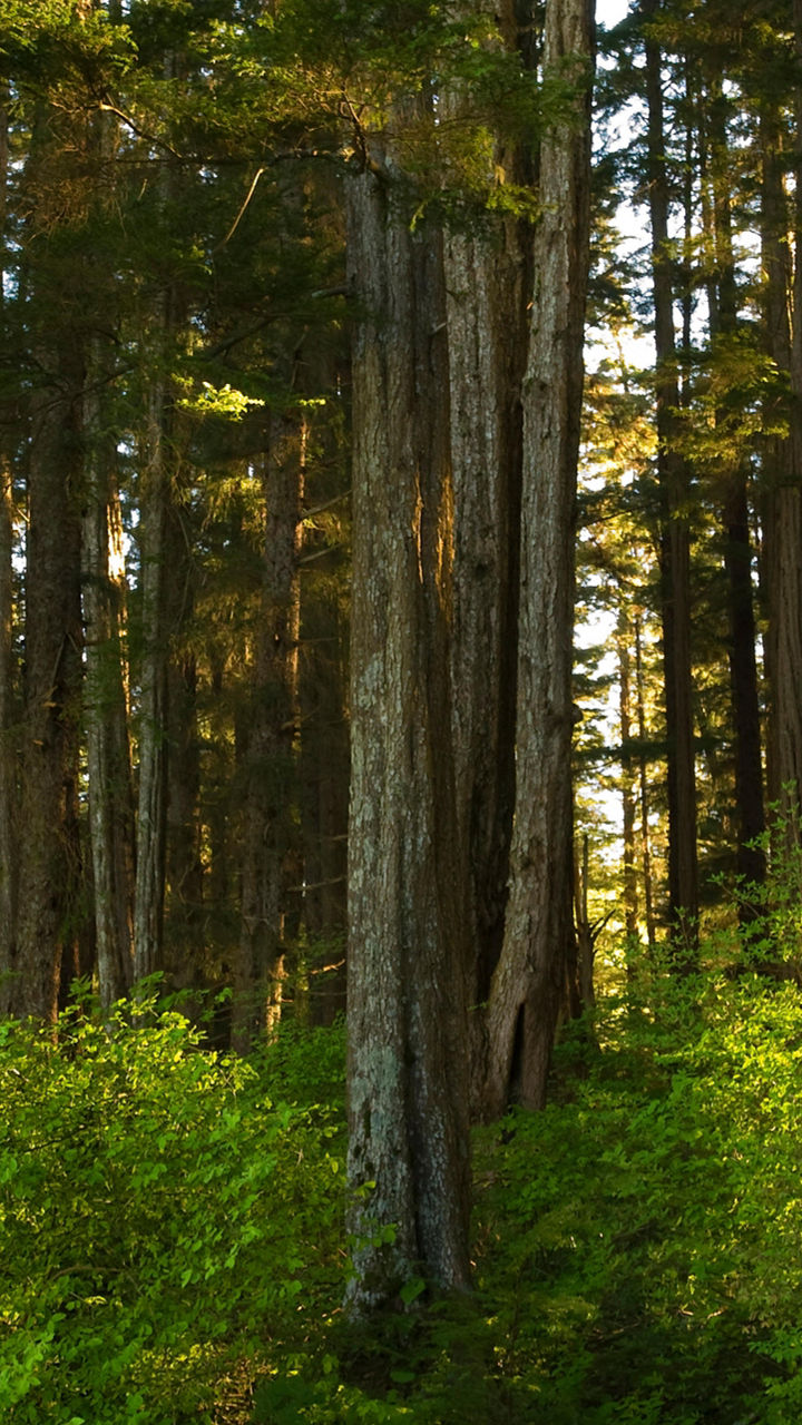 Panoramic Sitka