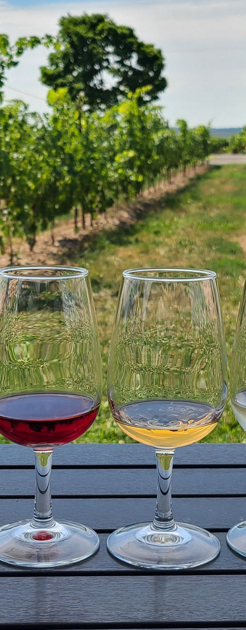 Wine tasting glasses in vineyard setting