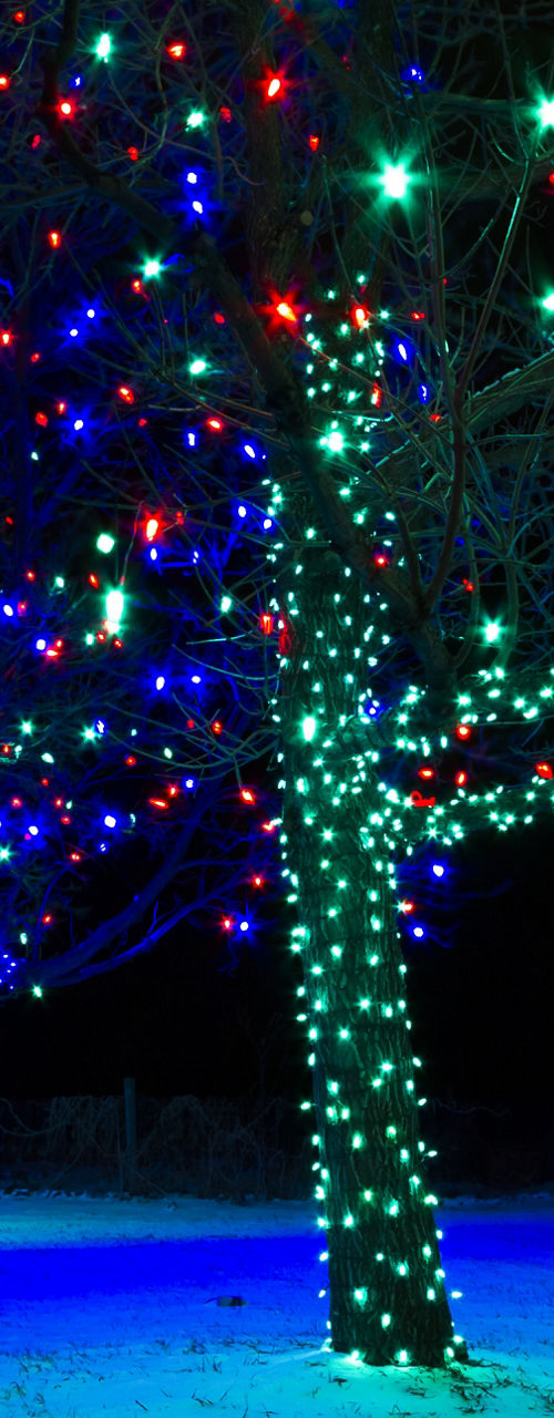 Colorful trees decorated with holiday lights
