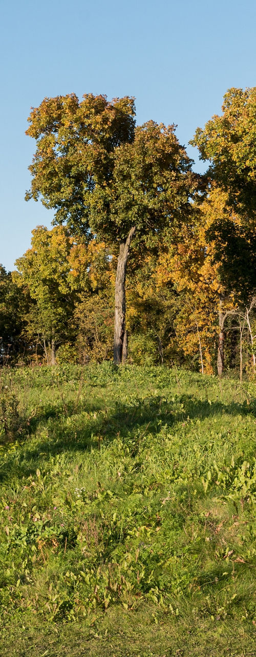 Autumn landscape with trees and greenery