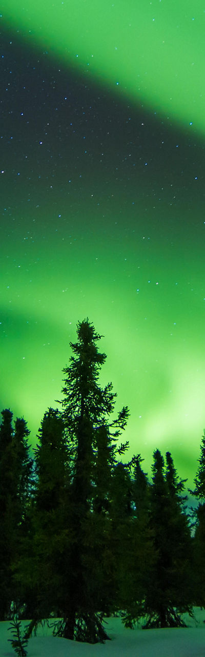 Northern Lights Over Snowy Forest Landscape