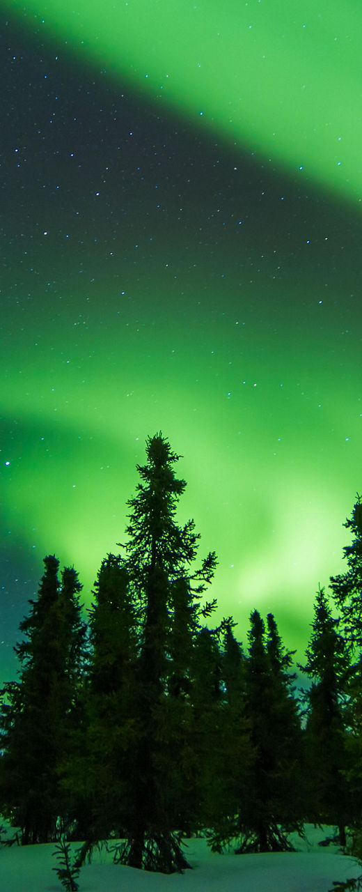 Northern Lights Over Snowy Forest Landscape