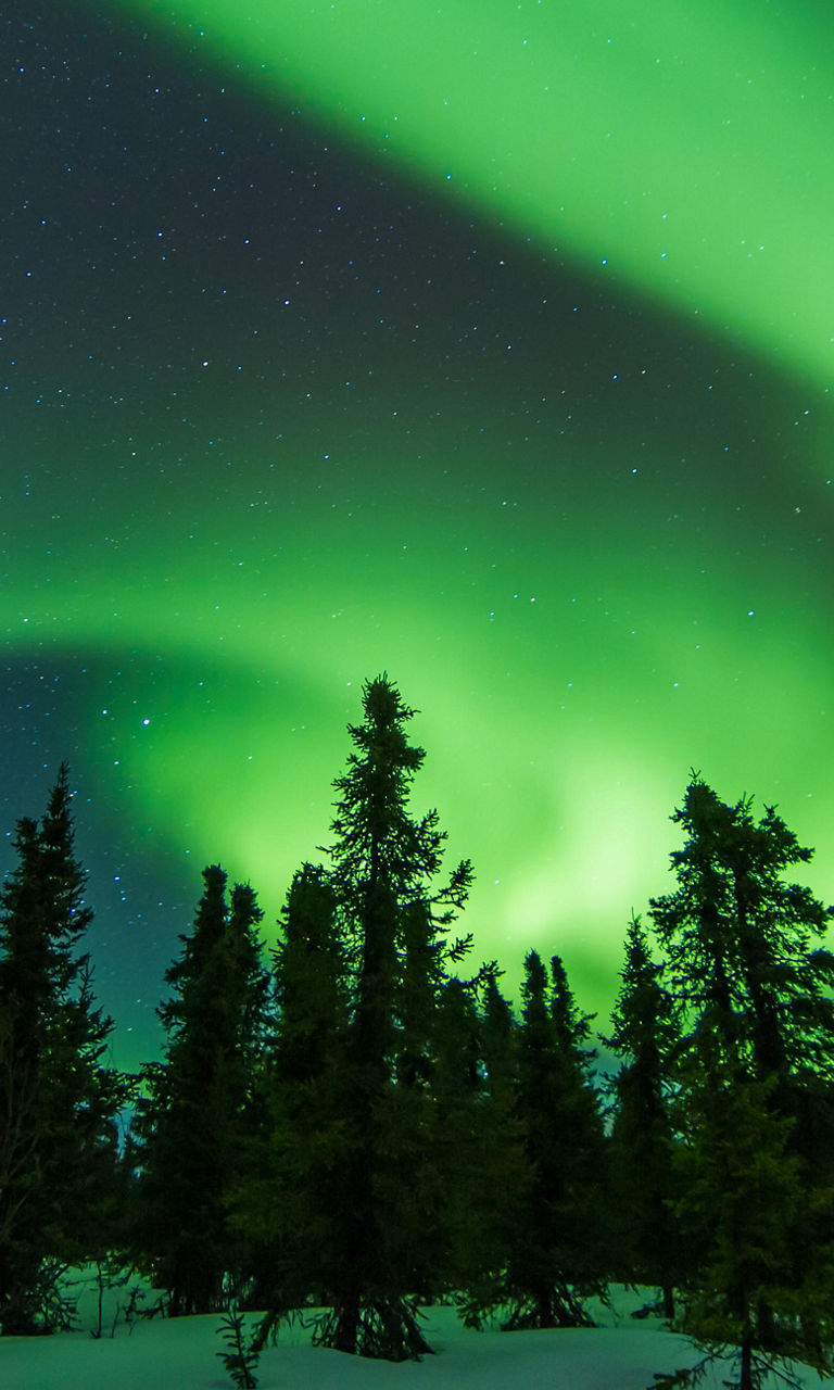 Northern Lights Over Snowy Forest Landscape