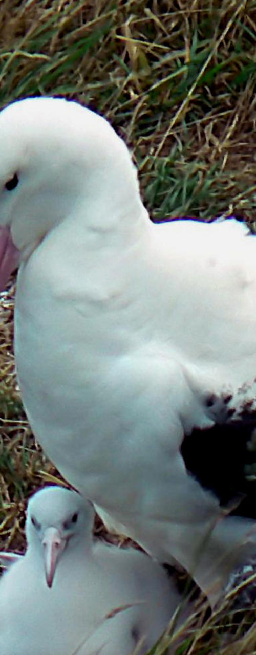 Adult albatross with chick in grassy nest