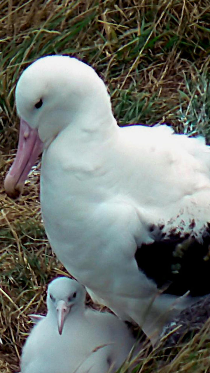 Royal Albatross Centre