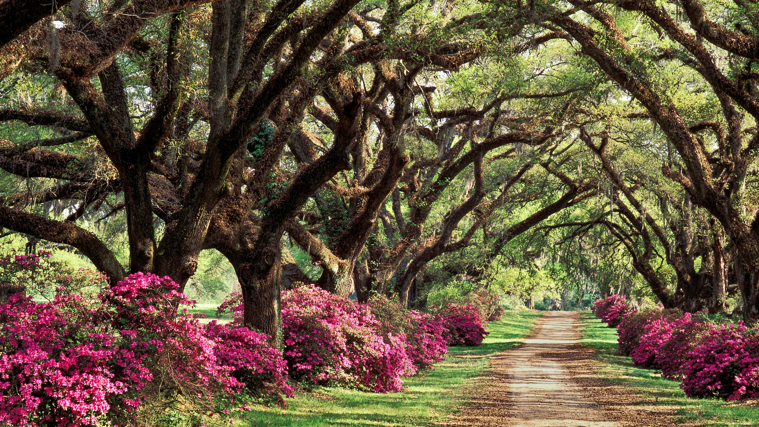 New Orleans & Southern Charms