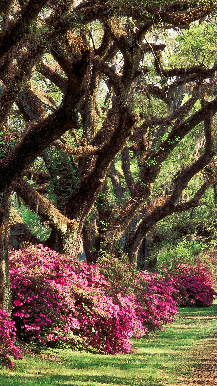 Scenic Pathway Lined with Blooming Azaleas