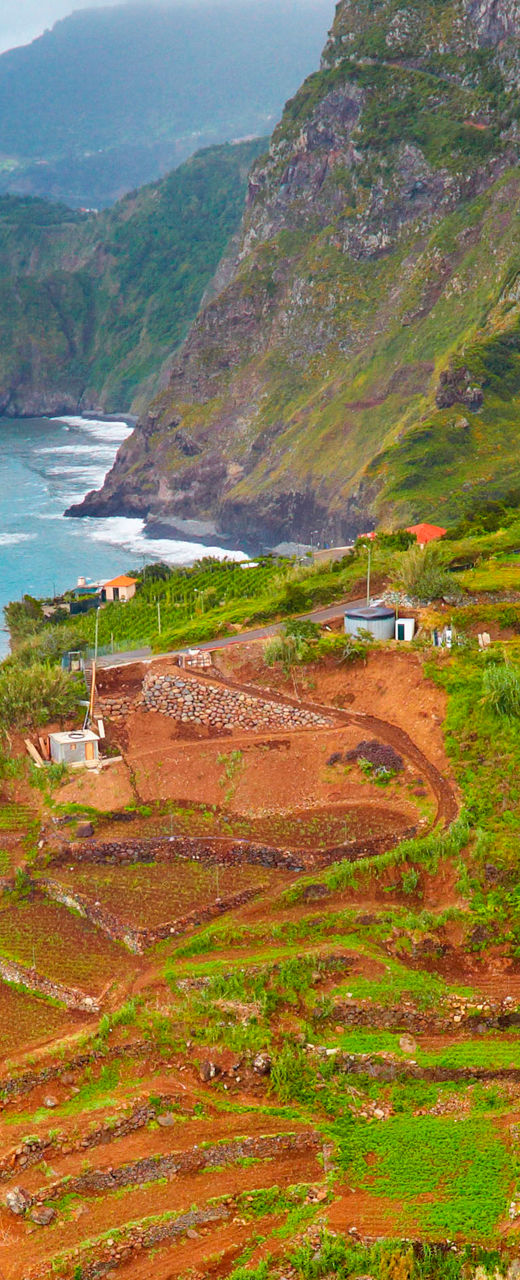 Scenic coastal cliffs with vibrant flowers