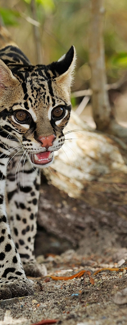 Ocelot walking in forested habitat