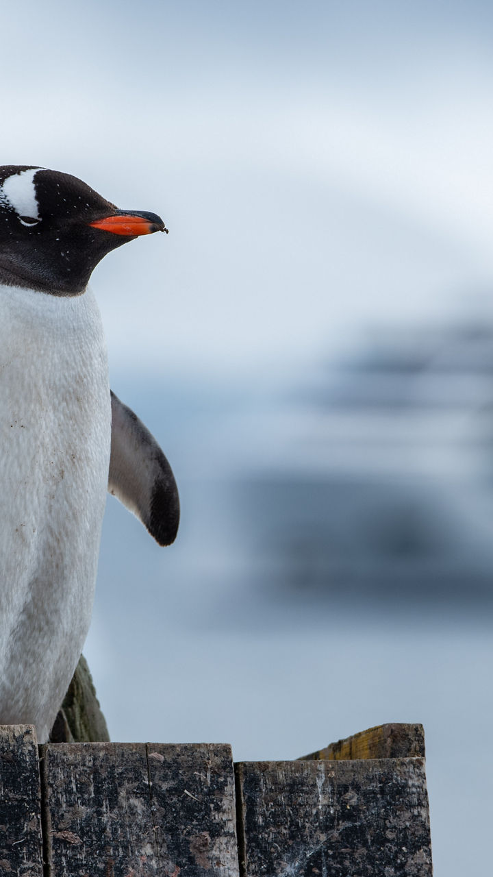 Gentoo Penguin with Cruise Ship in Background
