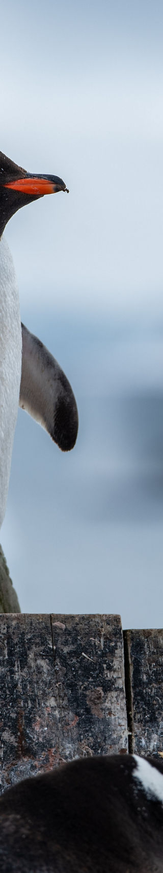 Gentoo Penguin with Cruise Ship in Background