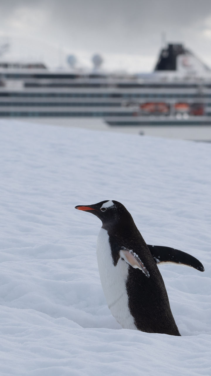 Gentoo penguin on snowy Antarctic landscape