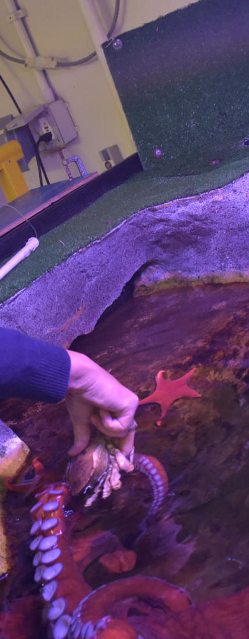 Man interacts with large octopus in aquarium