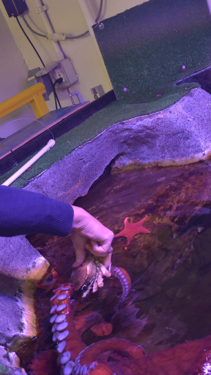 Animal Encounter at the Alaska SeaLife Center