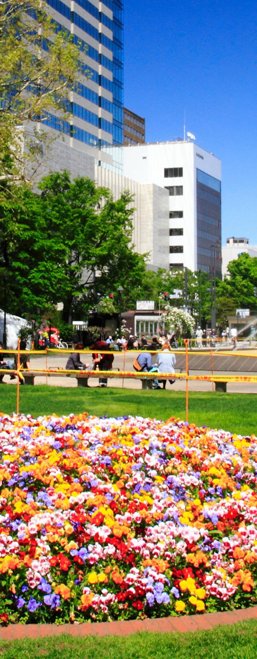 Colorful flower garden in urban park setting