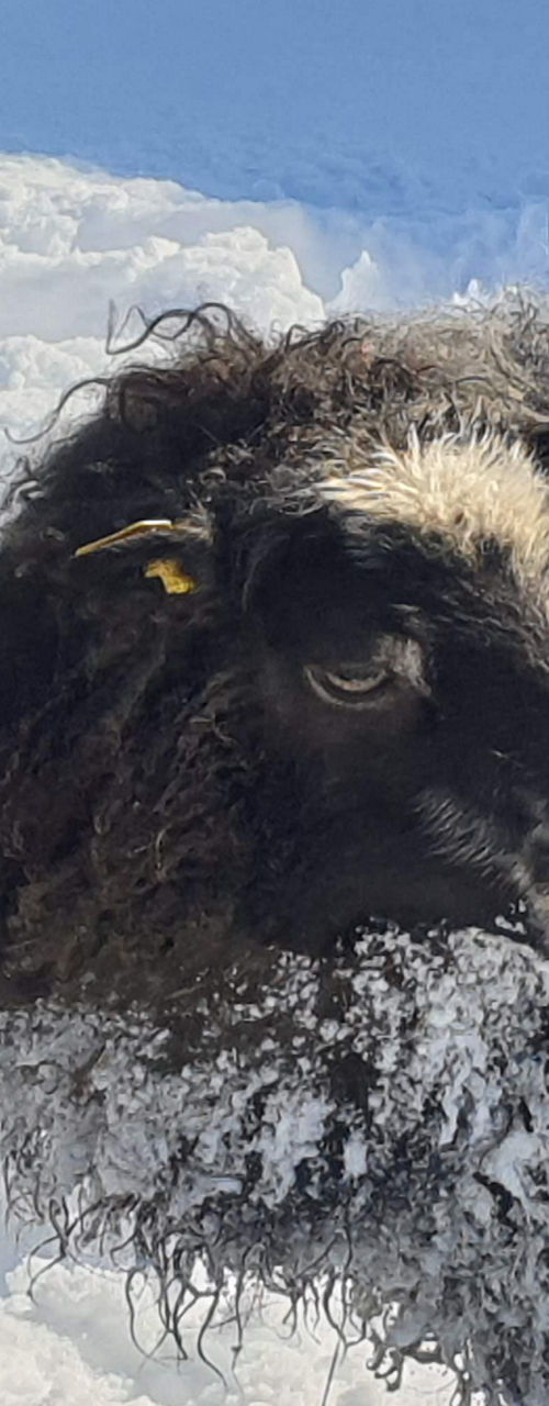 Three shaggy sheep standing in winter snow