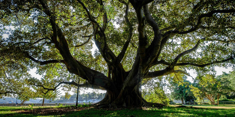 Majestic tree in sunlit park setting
