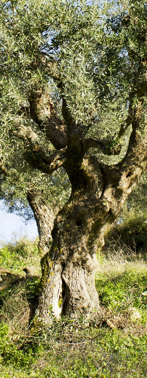 Majestic olive tree in sunny grove