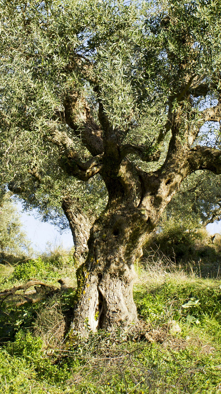 The Olive Routes of Ancient Messene