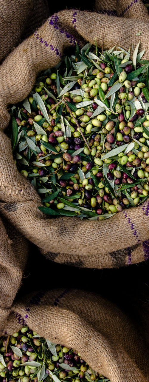 Sacks filled with freshly harvested olives
