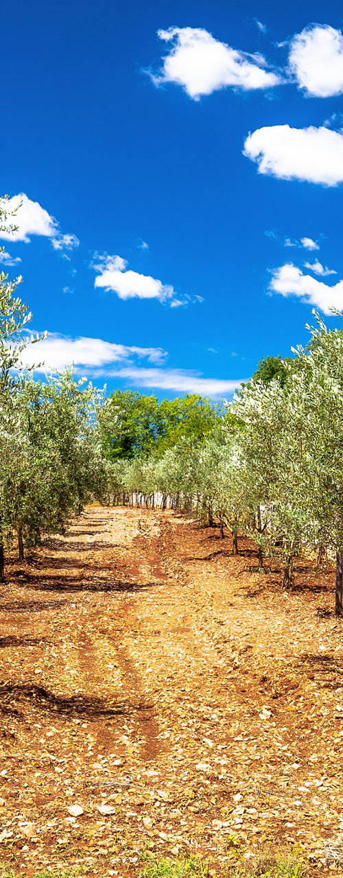 Olive Grove Under Bright Blue Summer Sky