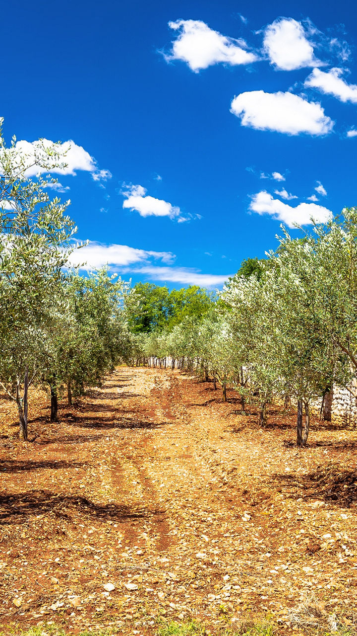 Dalmatian Flavors & Rural Traditions