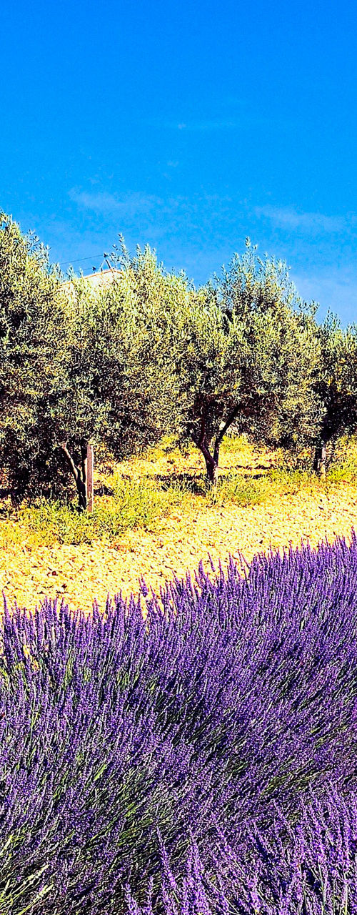 Lavender field with rustic farmhouse