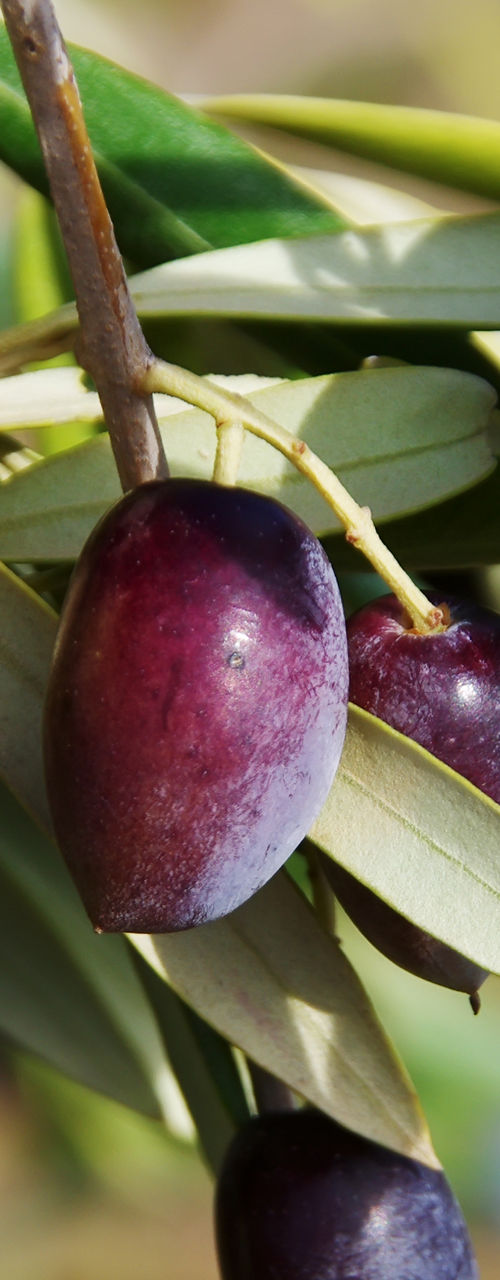 Ripe olives on tree branch outdoors