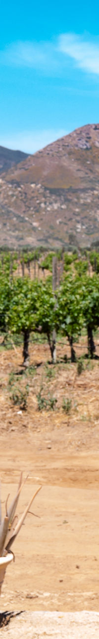 Rustic vineyard view through wooden door