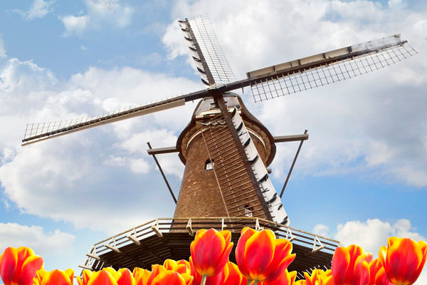 Traditional windmill with vibrant tulip field