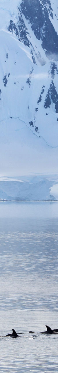 Orcas swimming near snowy Antarctic mountains