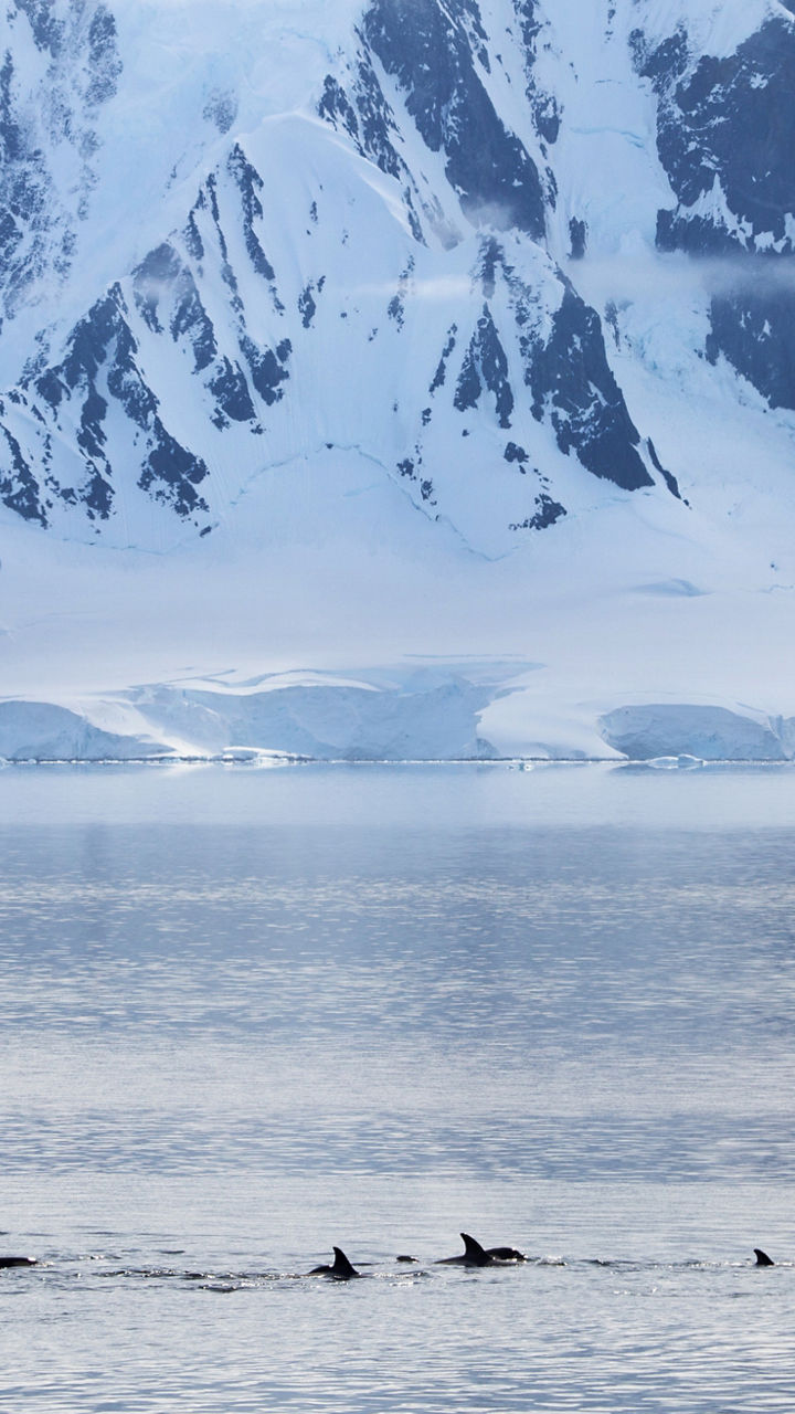 Orcas swimming near snowy Antarctic mountains