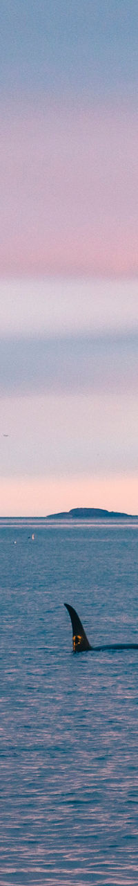 Orcas swimming at sunset near coastline