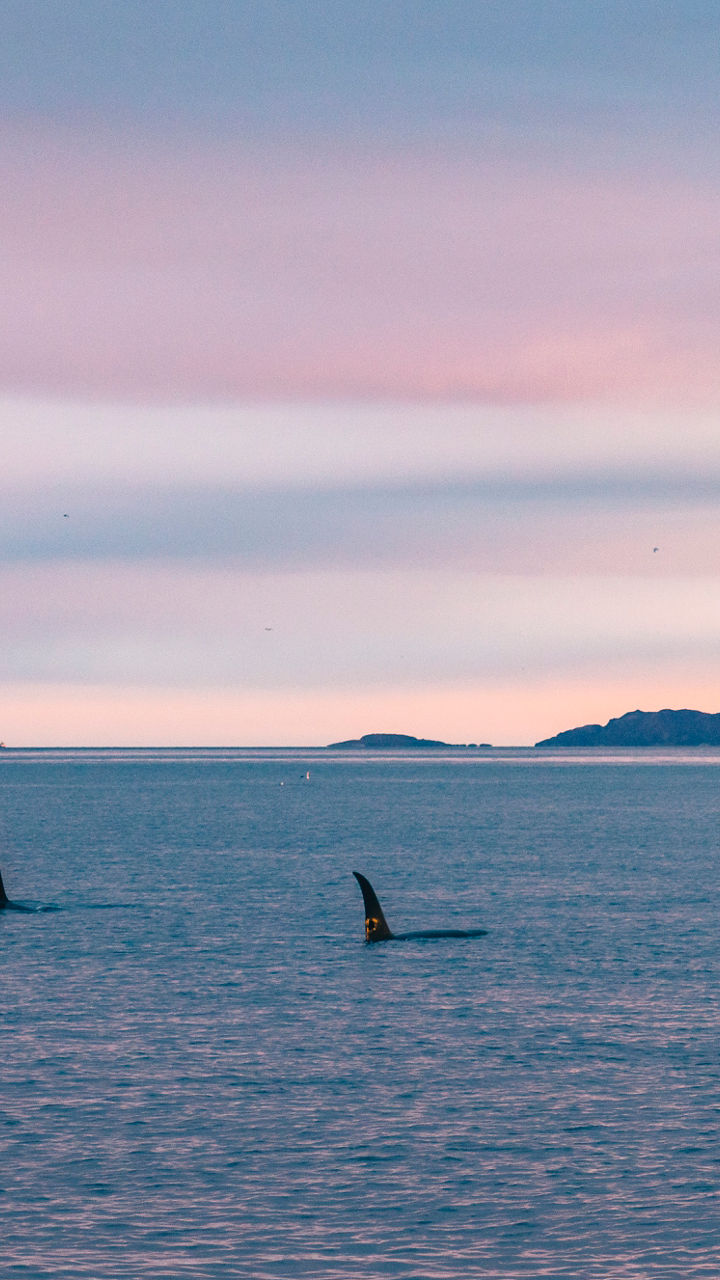 Orcas swimming at sunset near coastline