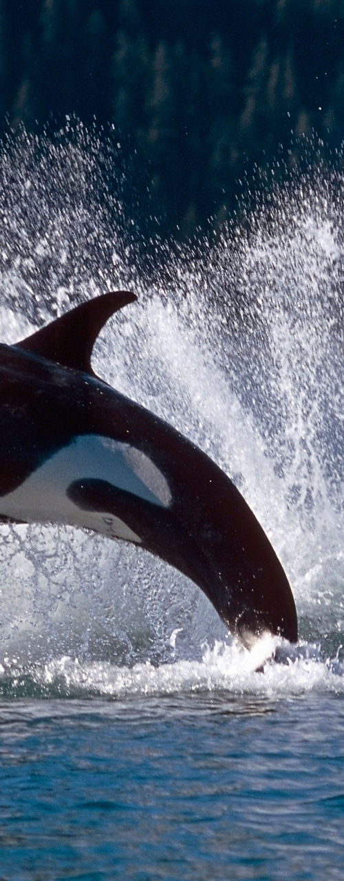 Orca breaching in scenic ocean waters