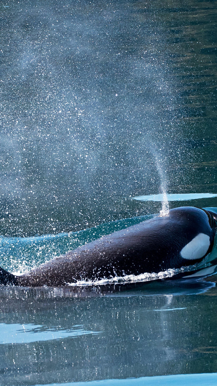 Orca surfacing in calm ocean waters