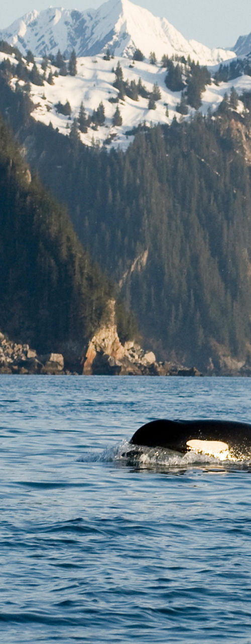 Orca swimming near snowy mountain range