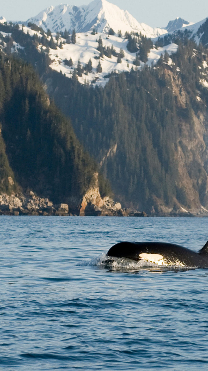 Orca swimming near snowy mountain range