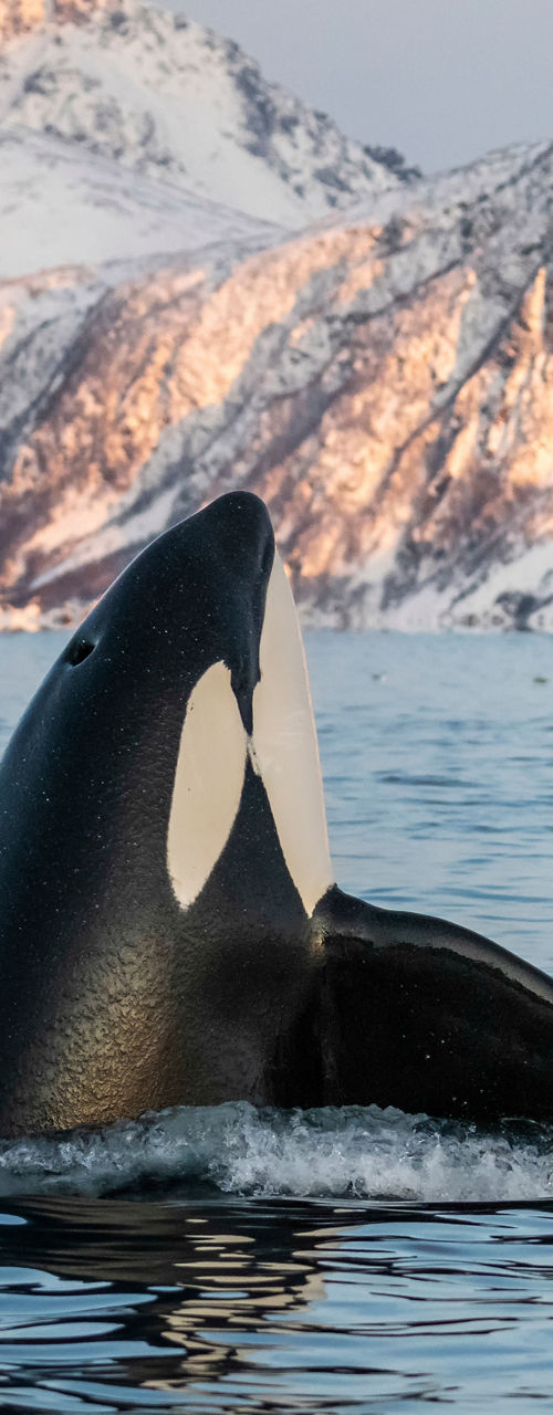 Orca surfacing in icy Arctic waters