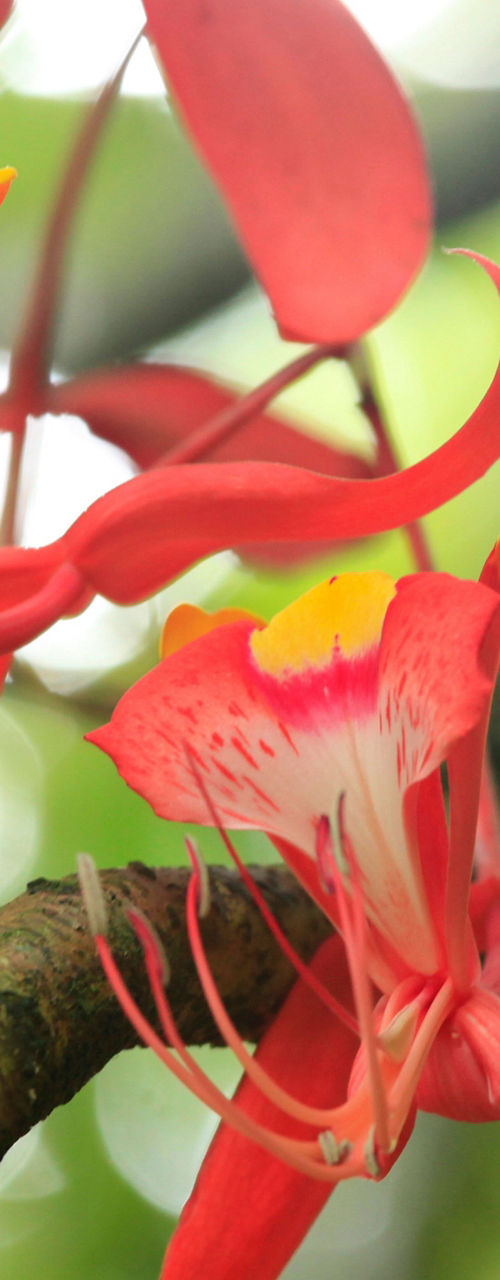 Bright red tropical flowers in nature