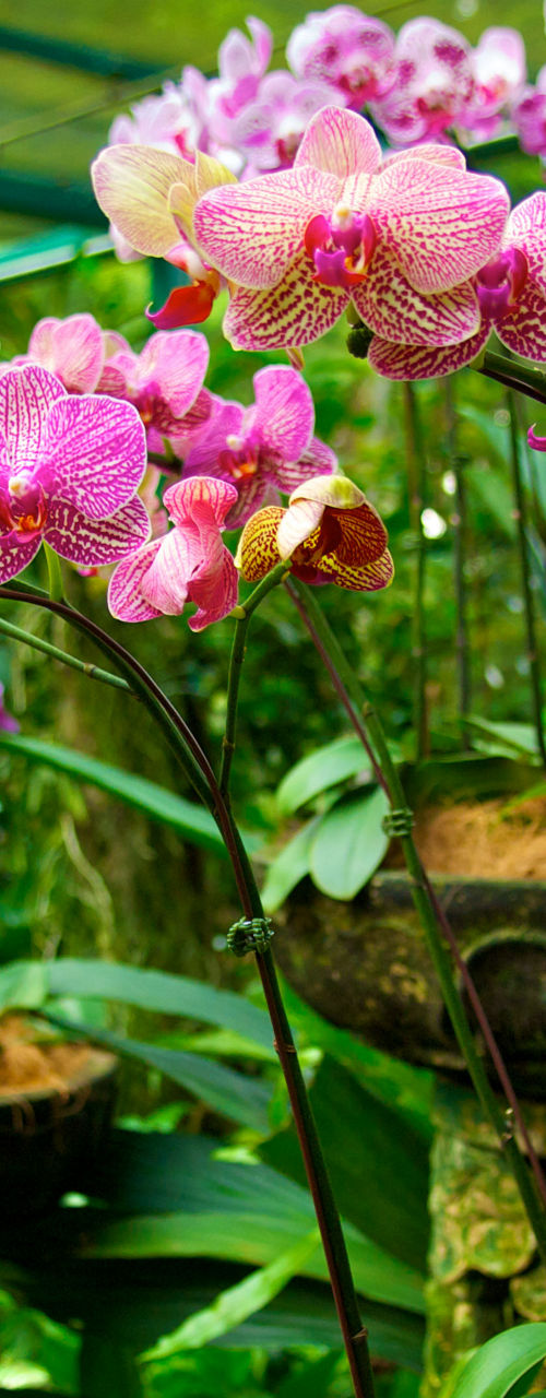 Vibrant orchids in lush greenhouse setting