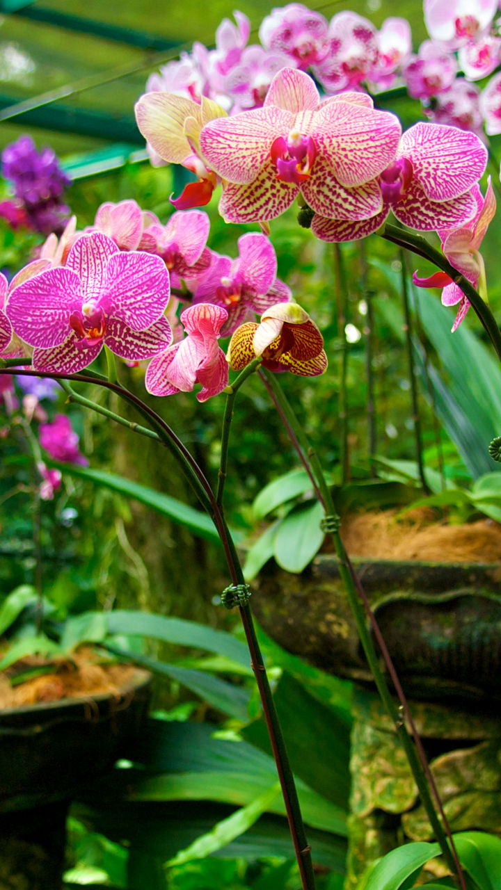 Singapore City Tour & National Orchid Garden